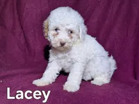 Lacey, a female Cockapoo for sale in Sylvester, GA – 4 of 4