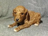 Marcie , a female Poodle - Standard  for sale in Sylvester, GA – 2 of 4