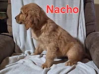 Nacho, a male Golden Retriever and Irish Setter for sale in Sylvester, GA – 2 of 4