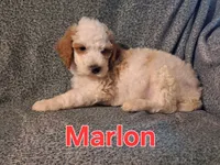 Marlon, a male Poodle - Standard  for sale in Sylvester, GA – 3 of 4
