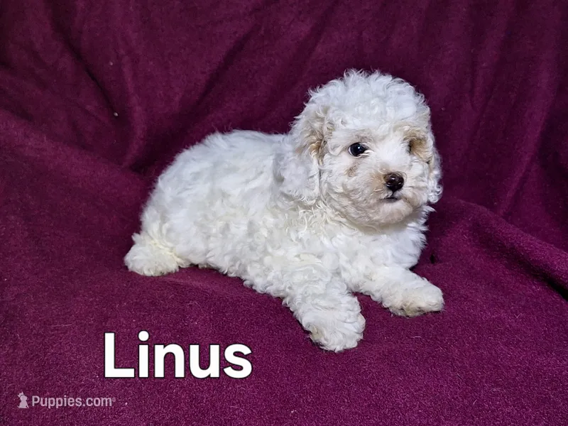 Linus – Cockapoo puppy for sale in Sylvester, GA