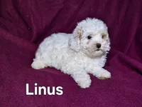 Linus, a male Cockapoo for sale in Sylvester, GA – 1 of 4