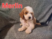 Merlin, a male Poodle - Standard  for sale in Sylvester, GA – 2 of 4