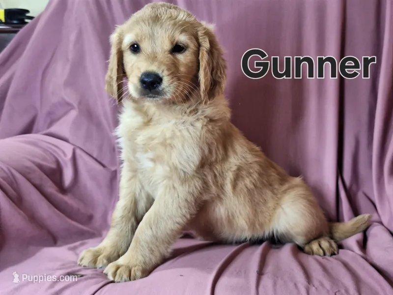 Gunner, a male Golden Irish for sale in Sylvester, GA – Photo 1 of 4