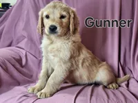 Gunner, a male Golden Irish for sale in Sylvester, GA – Photo 1 of 4