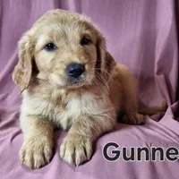 Gunner, a male Golden Retriever for sale in Sylvester, GA – Photo 4 of 4
