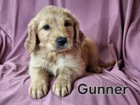 Gunner, a male Golden Irish for sale in Sylvester, GA – Photo 4 of 4