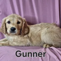 Gunner, a male Golden Retriever for sale in Sylvester, GA – Photo 3 of 4