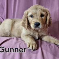 Gunner, a male Golden Retriever for sale in Sylvester, GA – Photo 2 of 4