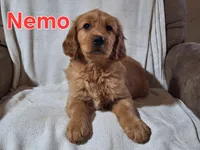 Nemo, a male Golden Retriever and Irish Setter for sale in Sylvester, GA – 2 of 4