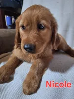 Nicole , a female Golden Retriever and Irish Setter for sale in Sylvester, GA – 4 of 4