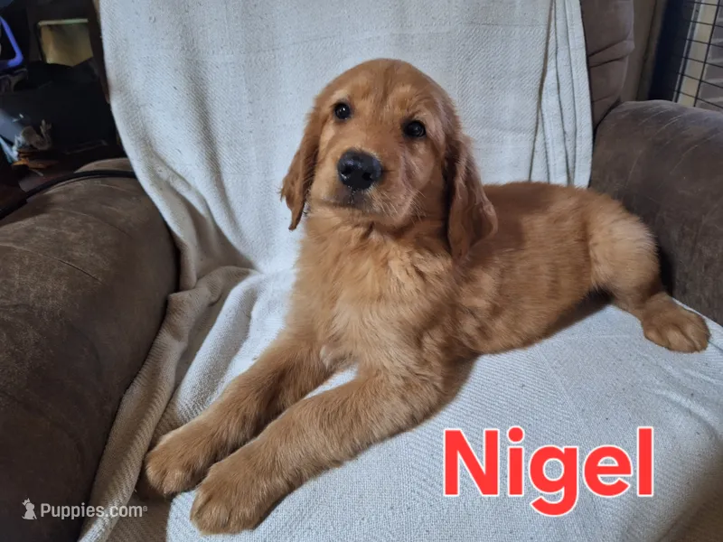 Nigel – Golden Retriever, Irish Setter puppy for sale in Sylvester, GA
