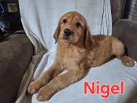Nigel, a male Golden Retriever and Irish Setter for sale in Sylvester, GA – 1 of 4