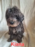 Kiana(mini), a female Goldendoodle and Labradoodle for sale in Sylvester, GA – 4 of 4