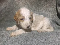 Max, a male Poodle - Standard  for sale in Sylvester, GA – 3 of 3