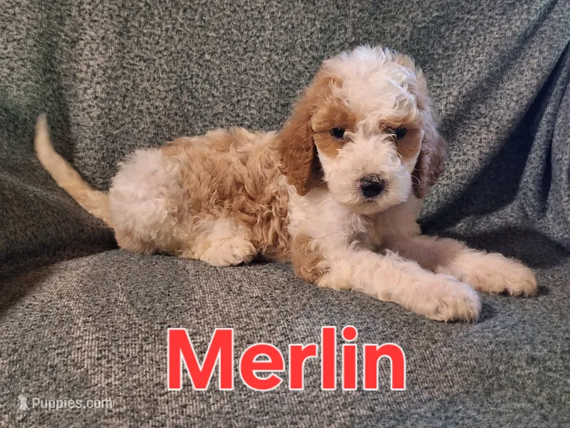 Merlin – Poodle - Standard  puppy for sale in Sylvester, GA