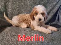 Merlin, a male Poodle - Standard  for sale in Sylvester, GA – 1 of 4