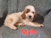 Mylo, a male Poodle - Standard  for sale in Sylvester, GA – 4 of 4