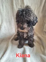 Kiana(mini), a female Goldendoodle and Labradoodle for sale in Sylvester, GA – 2 of 4
