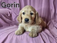 Gorin, a male Golden Irish for sale in Sylvester, GA – Photo 3 of 4