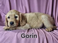 Gorin, a male Golden Irish for sale in Sylvester, GA – Photo 4 of 4