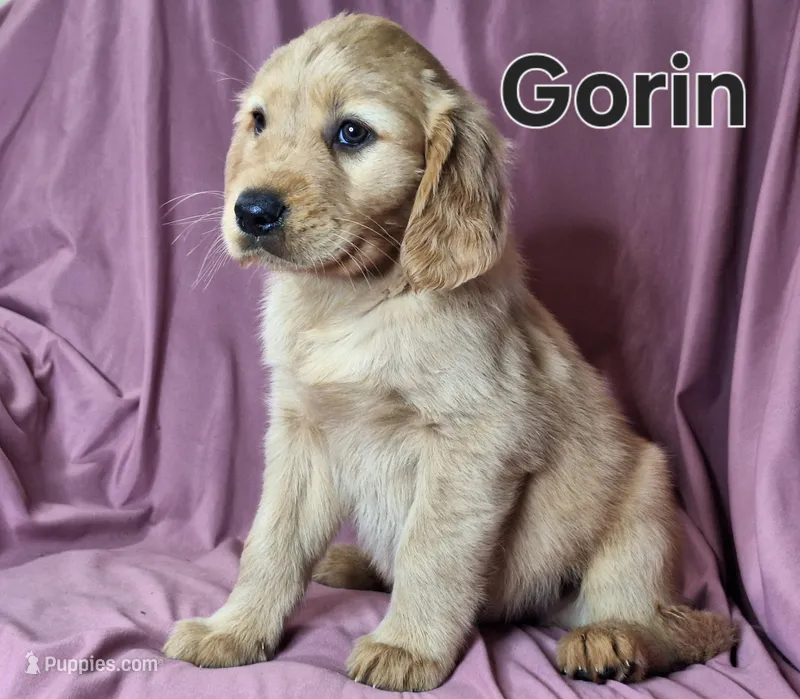 Gorin, a male Golden Irish for sale in Sylvester, GA – Photo 1 of 4