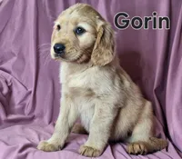 Gorin, a male Golden Irish for sale in Sylvester, GA – Photo 1 of 4