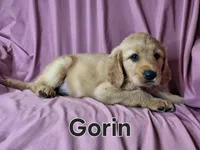 Gorin, a male Golden Irish for sale in Sylvester, GA – Photo 2 of 4