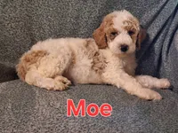 Moe, a male Poodle - Standard  for sale in Sylvester, GA – 4 of 4