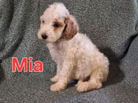 Mia, a female Poodle - Standard  for sale in Sylvester, GA – 3 of 4