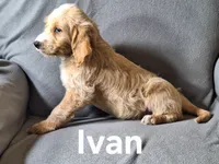 Ivan(mini), a male Irish Doodle for sale in Sylvester, GA – 3 of 4