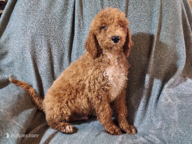 Maverick  – Poodle - Standard  puppy for sale in Sylvester, GA