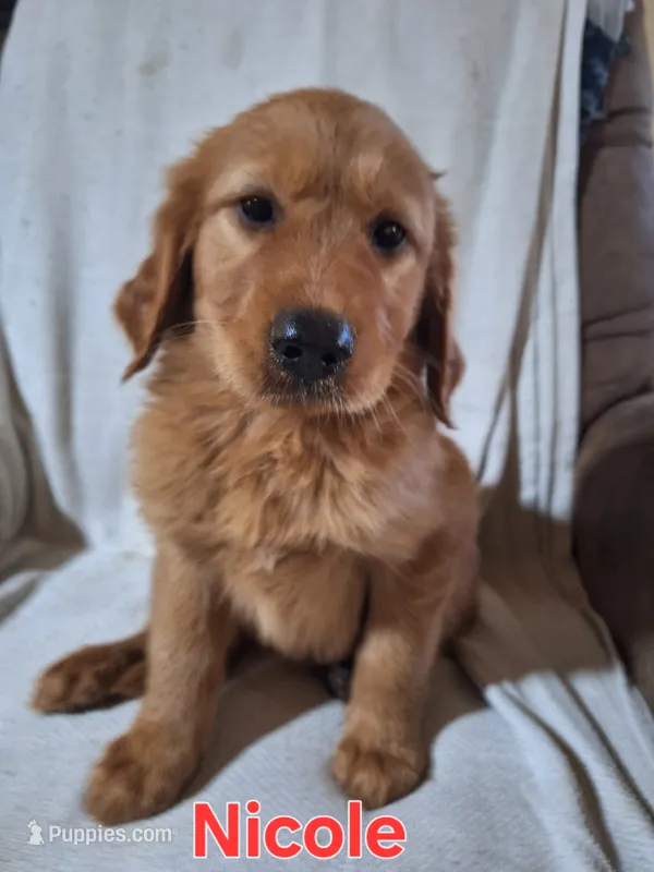 Nicole  – Golden Retriever, Irish Setter puppy on hold in Sylvester, GA