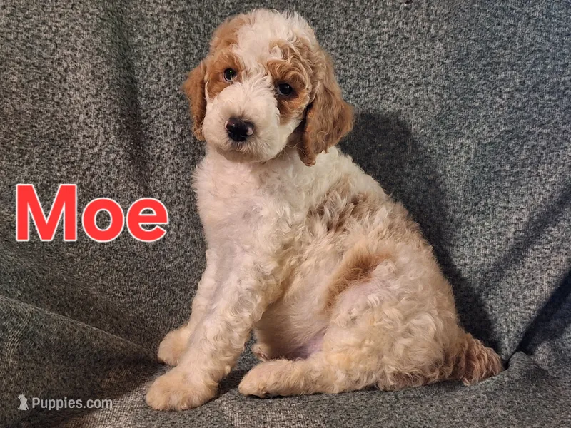 Moe – Poodle - Standard  puppy for sale in Sylvester, GA