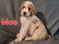 Moe, a male Poodle - Standard  for sale in Sylvester, GA – 1 of 4
