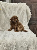 Frisky, a male Poodle - Miniature  for sale in Blain, PA – 3 of 3
