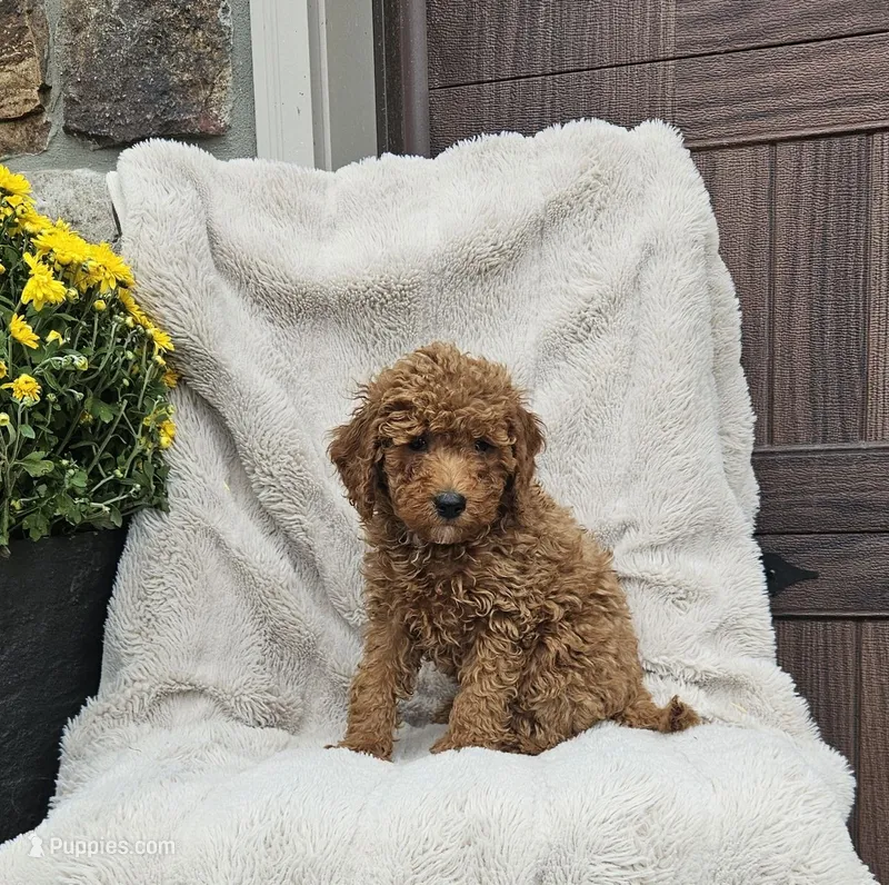 Fern – Poodle - Miniature  puppy for sale in Blain, PA