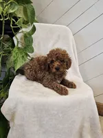 Foster, a male Poodle - Miniature  for sale in Blain, PA – 1 of 2