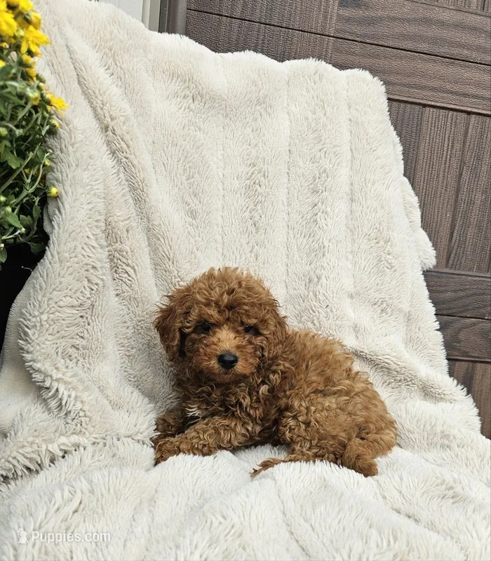 Forrest – Poodle - Miniature  puppy for sale in Blain, PA