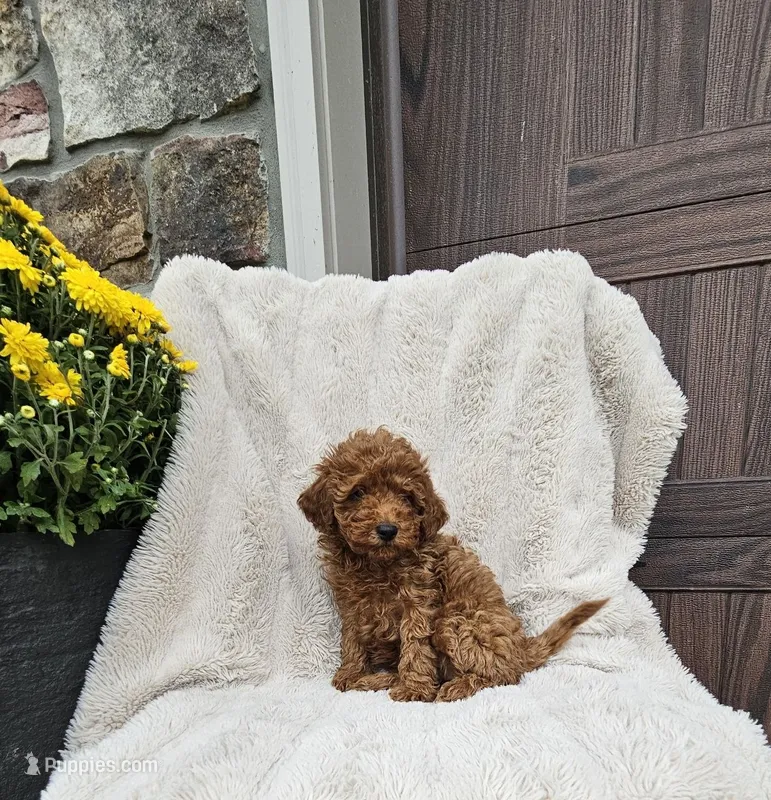 Frisky – Poodle - Miniature  puppy for sale in Blain, PA