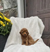 Frisky, a male Poodle - Miniature  for sale in Blain, PA – 1 of 3
