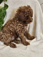Foster, a male Poodle - Miniature  for sale in Blain, PA – 2 of 2