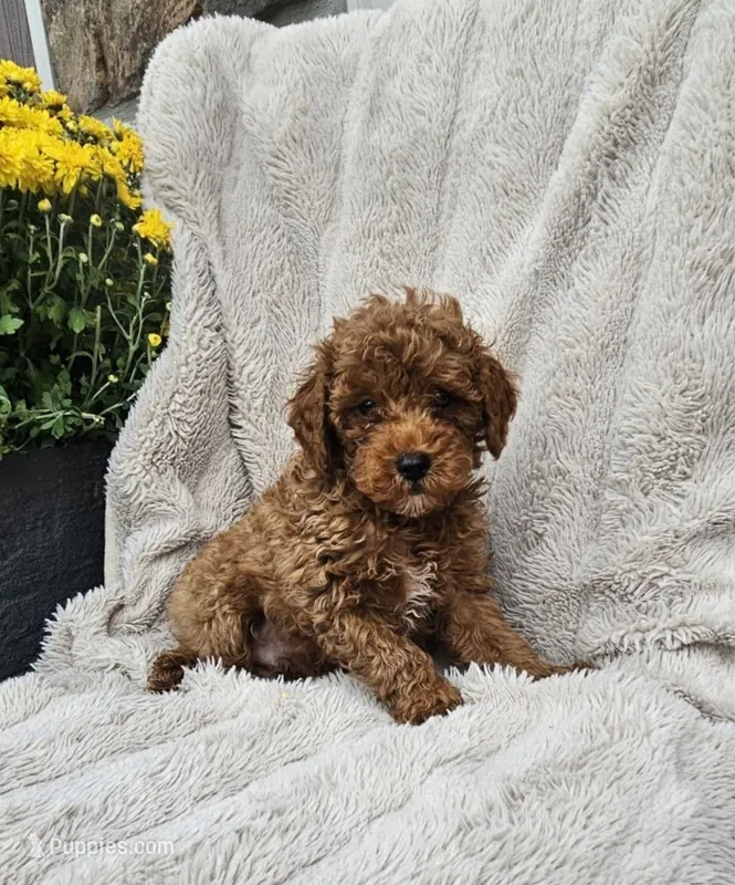 Foster – Poodle - Miniature  puppy for sale in Blain, PA