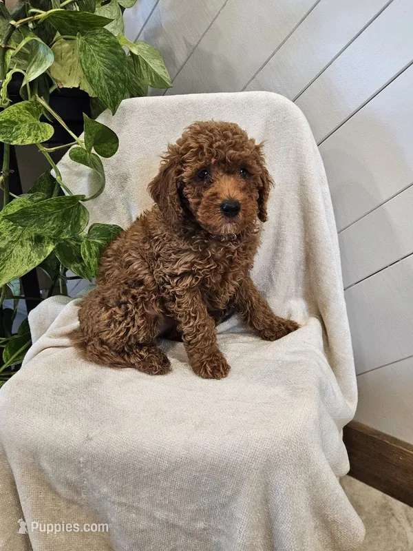 Felix – Poodle - Miniature  puppy for sale in Blain, PA