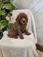 Felix, a male Poodle - Miniature  for sale in Blain, PA – 1 of 1