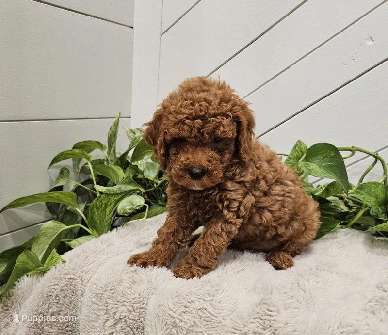 Fern – Poodle - Miniature  puppy for sale in Blain, PA