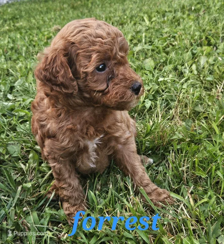 Forrest – Poodle - Miniature  puppy for sale in Blain, PA