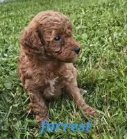 Forrest, a male Poodle - Miniature  for sale in Blain, PA – 1 of 1