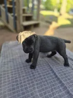 Ebony , a female Cane Corso for sale in Gainesville, GA – Photo 2 of 5