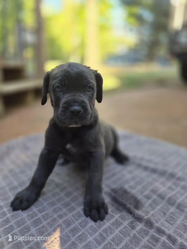 Ebony  – Cane Corso puppy for sale in Gainesville, GA